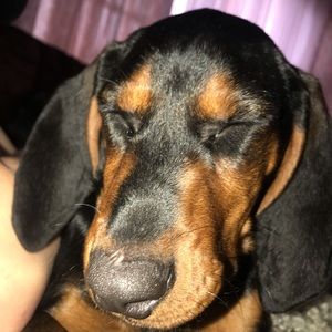 Meet your Posher, Tanner